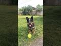 Dog in slow motion! #slowmotion #blueheeler #dogs #insta360