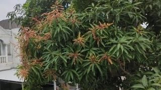 6 Jenis Mangga Tergenjah versi Top Working 17in 1