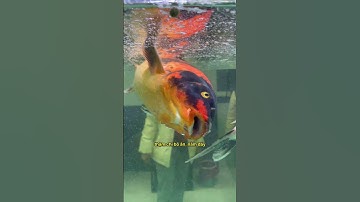 Nước máy nhà mấy ông có nuôi cá được không? Sự thật ít ai nói! #notashopvn #aquarium #fish