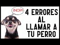 ¿Por Qué tu Perro NO VIENE CUANDO LO LLAMAS? 😢 ¡Errores Fatales!