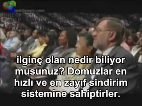 Video: Domuz paneli nedir?