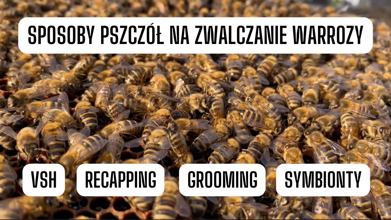 Jak dzikie pszczoły miodne leczą się z chorób?