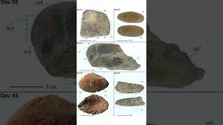 Gli Antichi Umani Usavano La Pianta Di Indaco 34.000 Anni Fa Trovate Le Prime Prove Di Lavorazio...