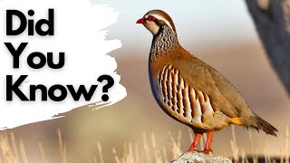 Things You Need to Know About RedLegged PARTRIDGE!