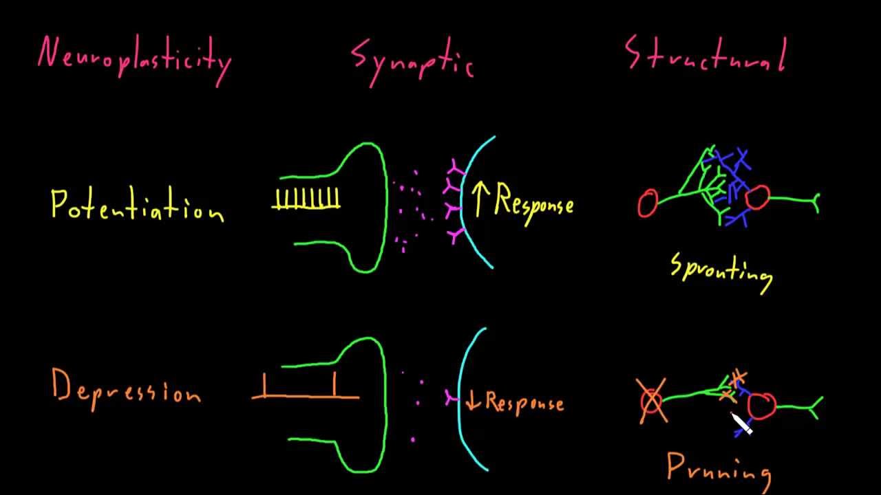 Neuroplasticity