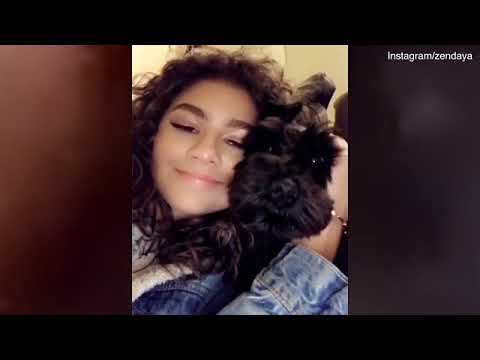 Video Zendaya cuddles with her adorable puppy Noon on Instagram video ...