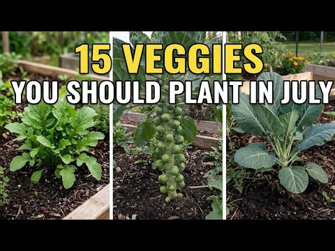 15 Vegetables You Should Plant in July ASAP