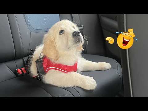 Hilarious Dogs That Will Make You Laugh Instantly 😂🐶 Funny Dog Video 2026