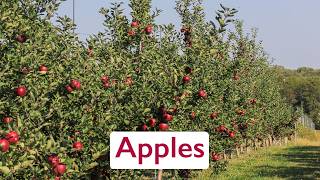 From Farm to You: Discovering Nebraska Specialty Crops (Apples)
