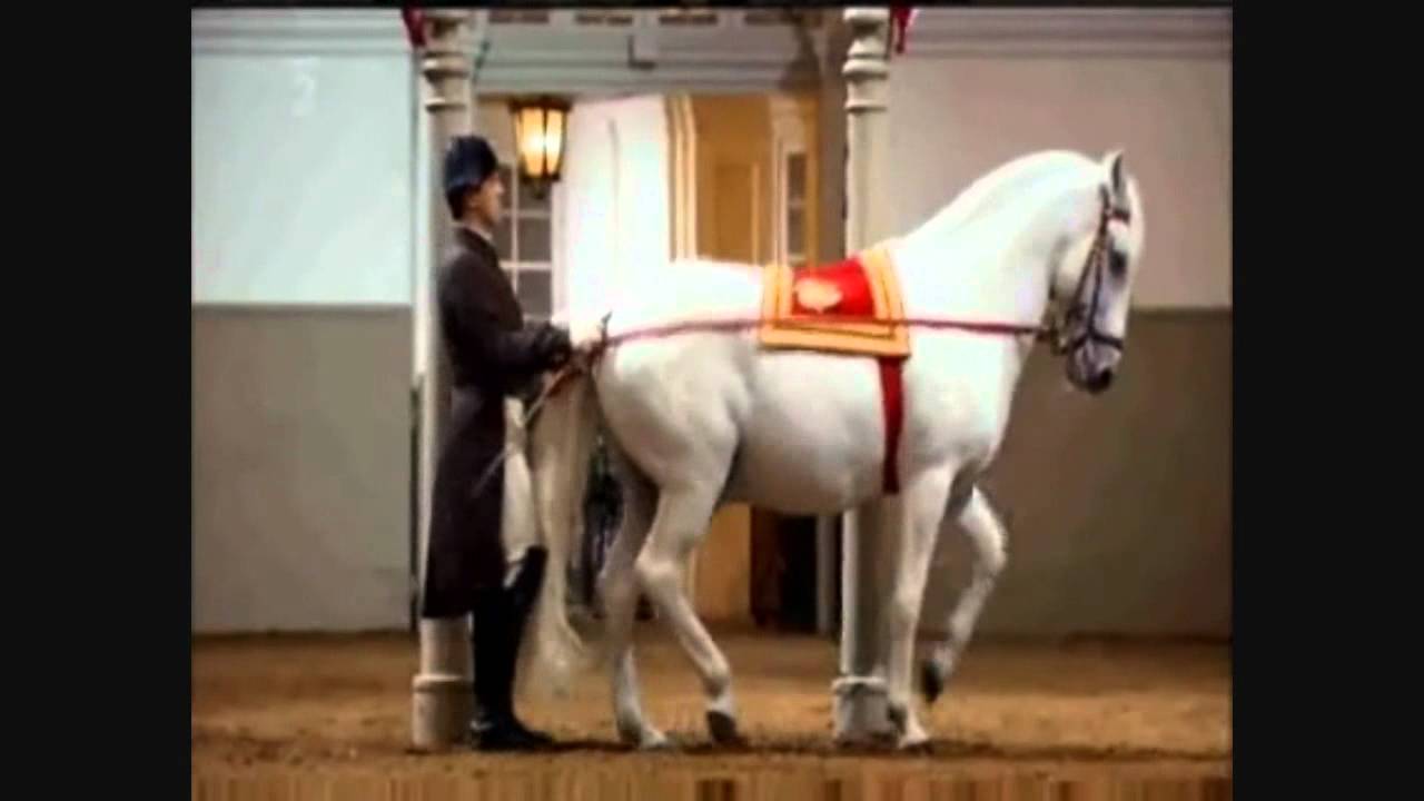 The Lippizan