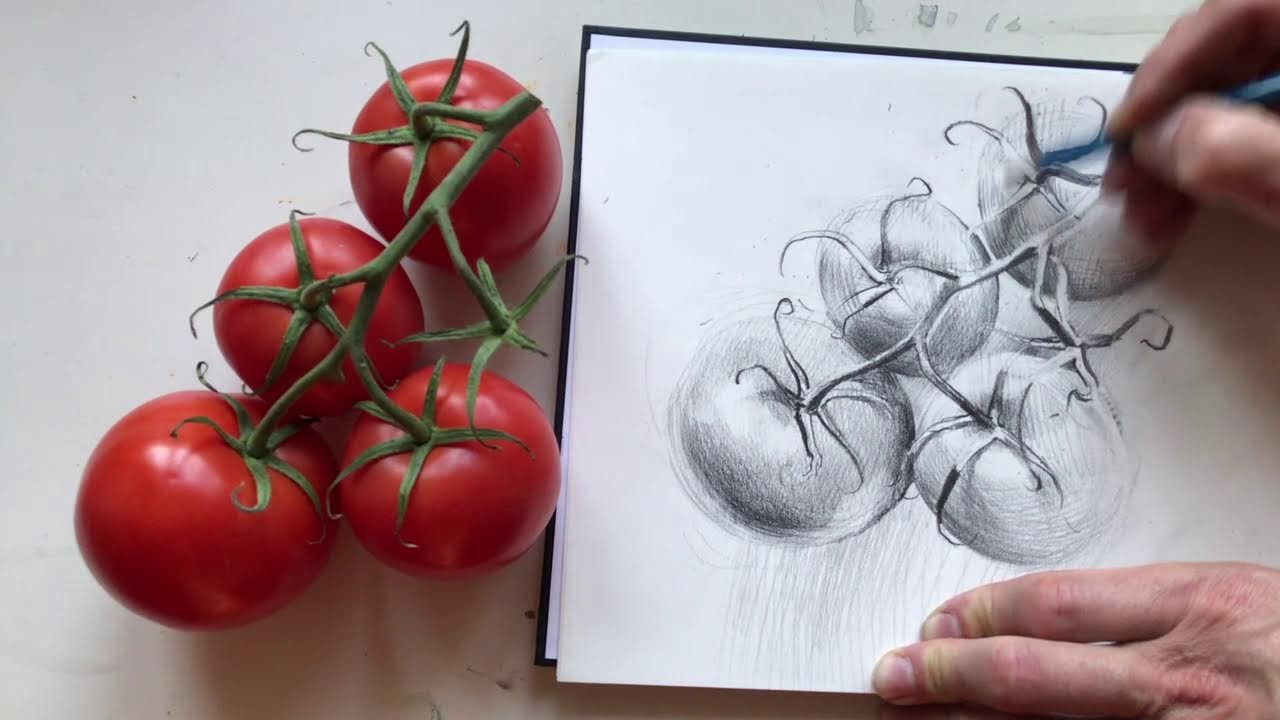 GAŁĄZKA POMIDORÓW - rysunek ołówkiem