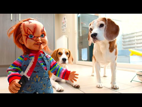 dogs-vs-little-chucky-prank-:-funny-dogs-louie-&-marie