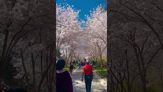 Duke garden NC cherry blossom#duke #cherryblossom #raleigh #spring #dukeuniversity Duke garden NC cherry blossom#duke #cherryblossom #raleigh #spring #dukeuniversity