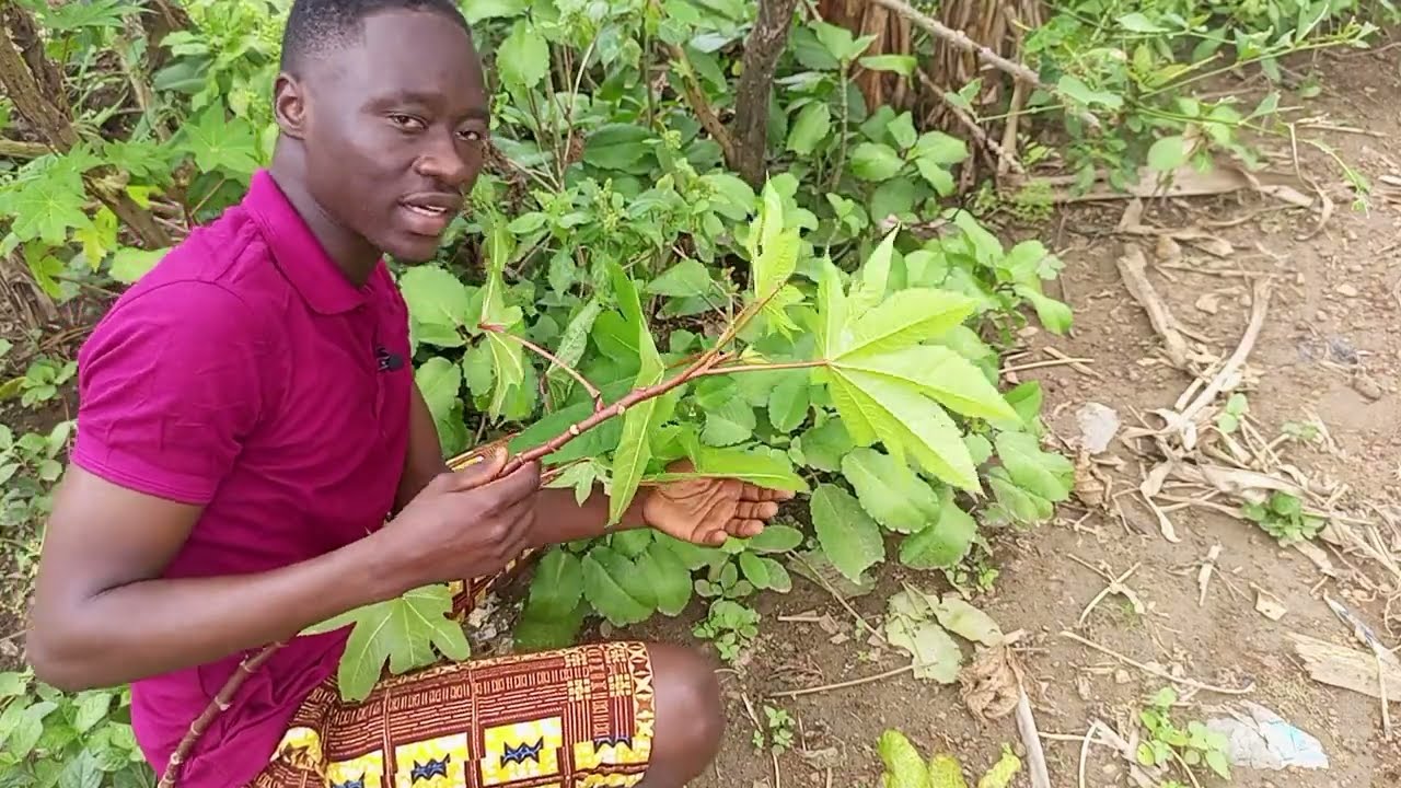 Scent Leaf And Leaf Of Life The Spiritual Benefits Of Bathing With Scent Leaf And Leaf Of Life The Spiritual Benefits Of Bathing With