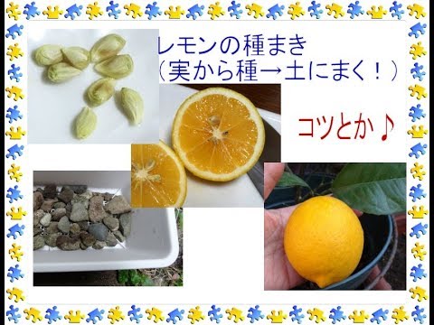 レモンの種まきのコツ レモンの実から種を取り 発芽させます Youtube