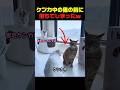思わぬケンカに巻き込まれそうになった猫ｗ #猫 #猫動画 #猫のケンカ #猫の反応 #面白い猫