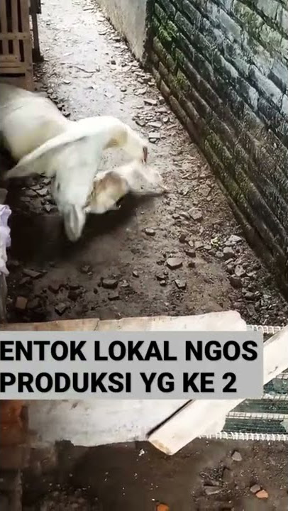 Entok kawin