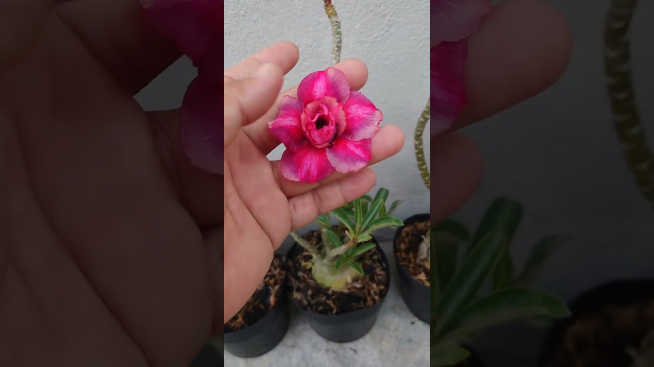 Tổng hợp sứ đăng tối 2 tháng 3