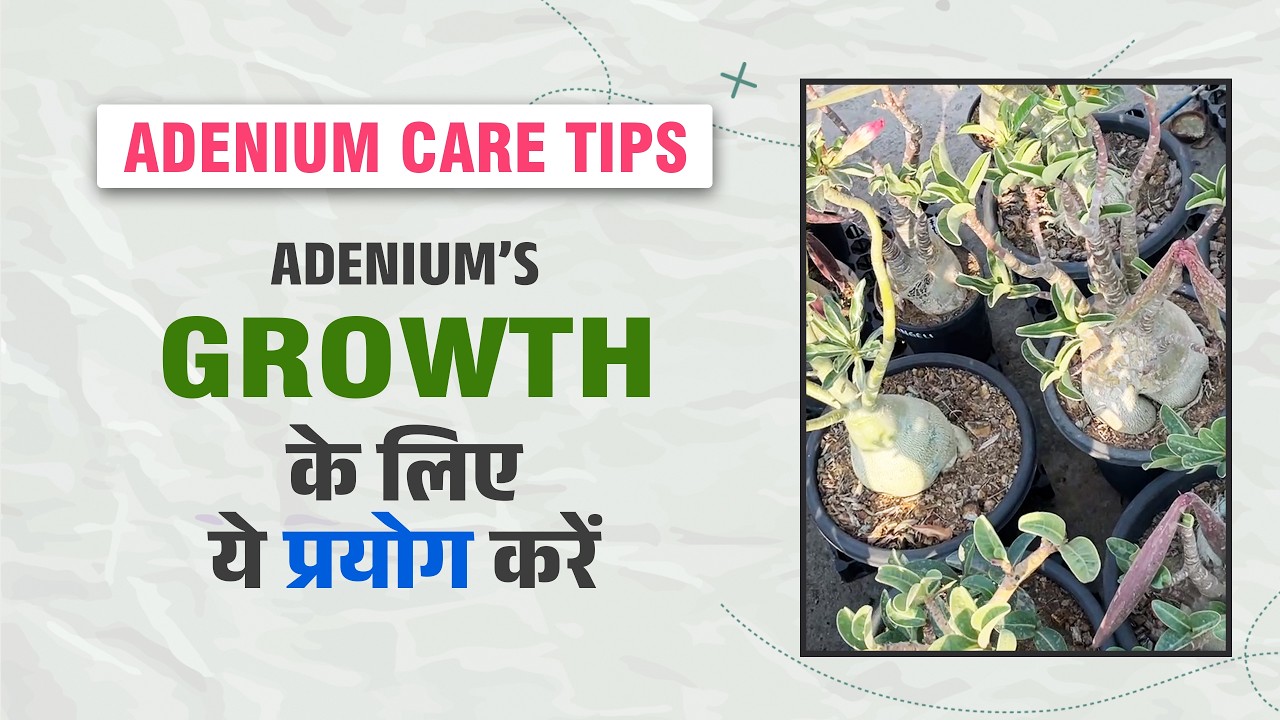 Сколько воды нужно давать для роста адениума?