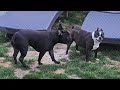 🤴🐶 Odie &👴🐶 Milo playing and chasing each other outside #dogs #bostonterrier #frenchbulldog #pets