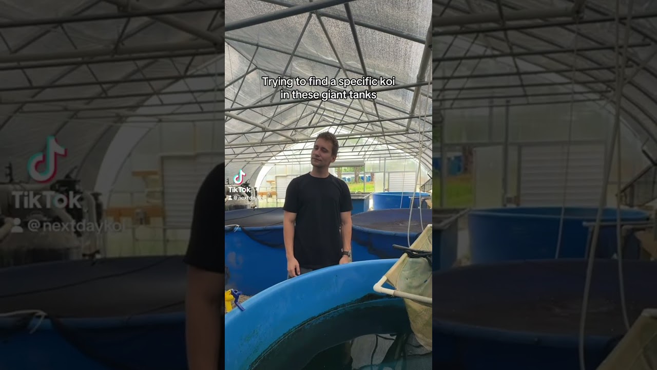 How long does it take to catch a Koi fish? | NextDayKoi #koi #fish #koipond #animals #funny