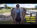 BIG Gold Coast Snapper IN CLOSE on lures and bait (+Mackerel)