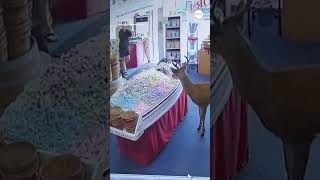 Security camera footage captured the moment a deer decided to visit a neighborhood candy store Profile