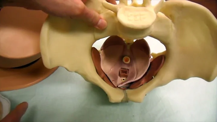Pelvic Floor Muscle Assessment