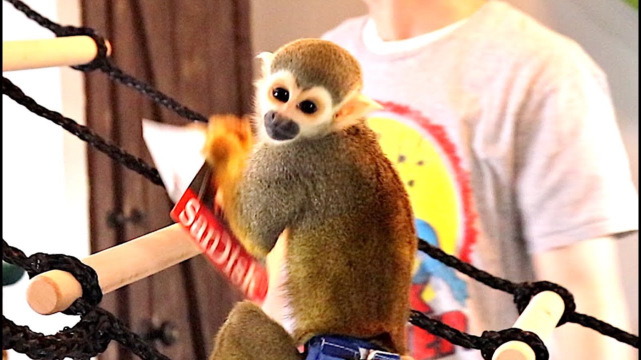 Baby Monkey oLLie gets Mad At Daddy!
