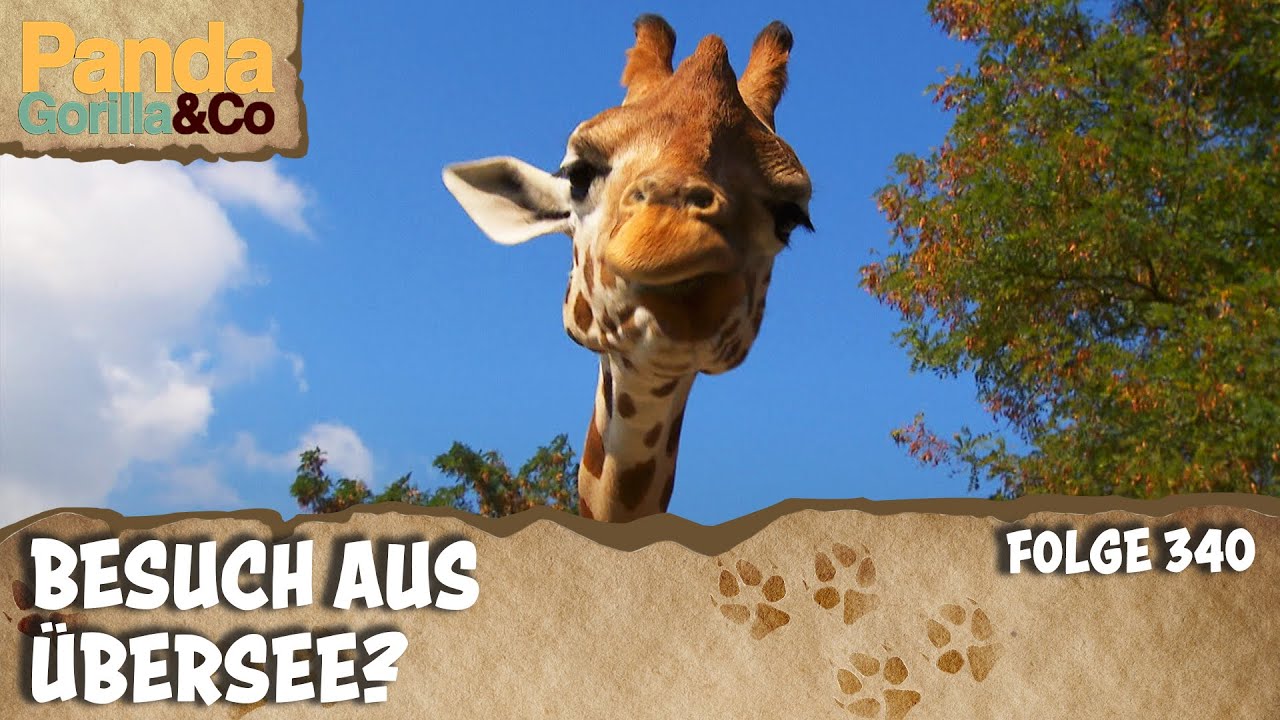 Besuch aus Los Angeles, ein Zoo zeigt sich von seiner besten Seite | Panda, Gorilla & Co.