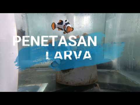 Metode Penetasan Telur Clownfish