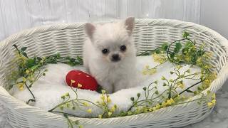 チワワロング♂2603D0199 - YouTube