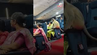 सूरत में सरकारी ट्रेनिंग वर्कशॉप में पंहुचा बन्दर, Census 2026 ट्रेनिंग में मची अफरा-तफरी