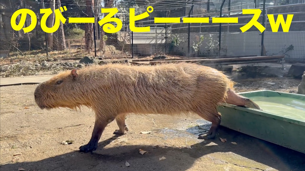 のびーるピーーースw 大宮公園のカピバラたち - YouTube