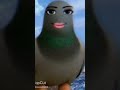 Pigeon 🐦 Man Face