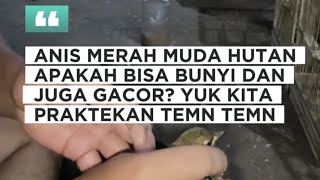 Burung anis merah muda hutan apa bisa bunyi dan juga gacor?