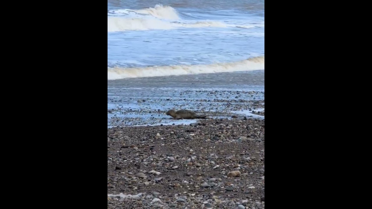 Seals on the beaches, Lincolnshire & Yorkshire