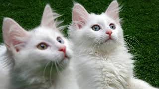 Ангорская кошка или турецкая ангора - игривая, ласковая и преданная кошка