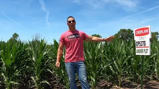 5370 Genetics-Fungicide Focus