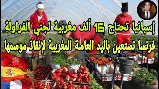 إسبانيا تحتاج 16 ألف مغربية لجني الفراولة| فرنسا تستعين باليد العاملة المغربية لإنقاذ موسمها الفلاحي