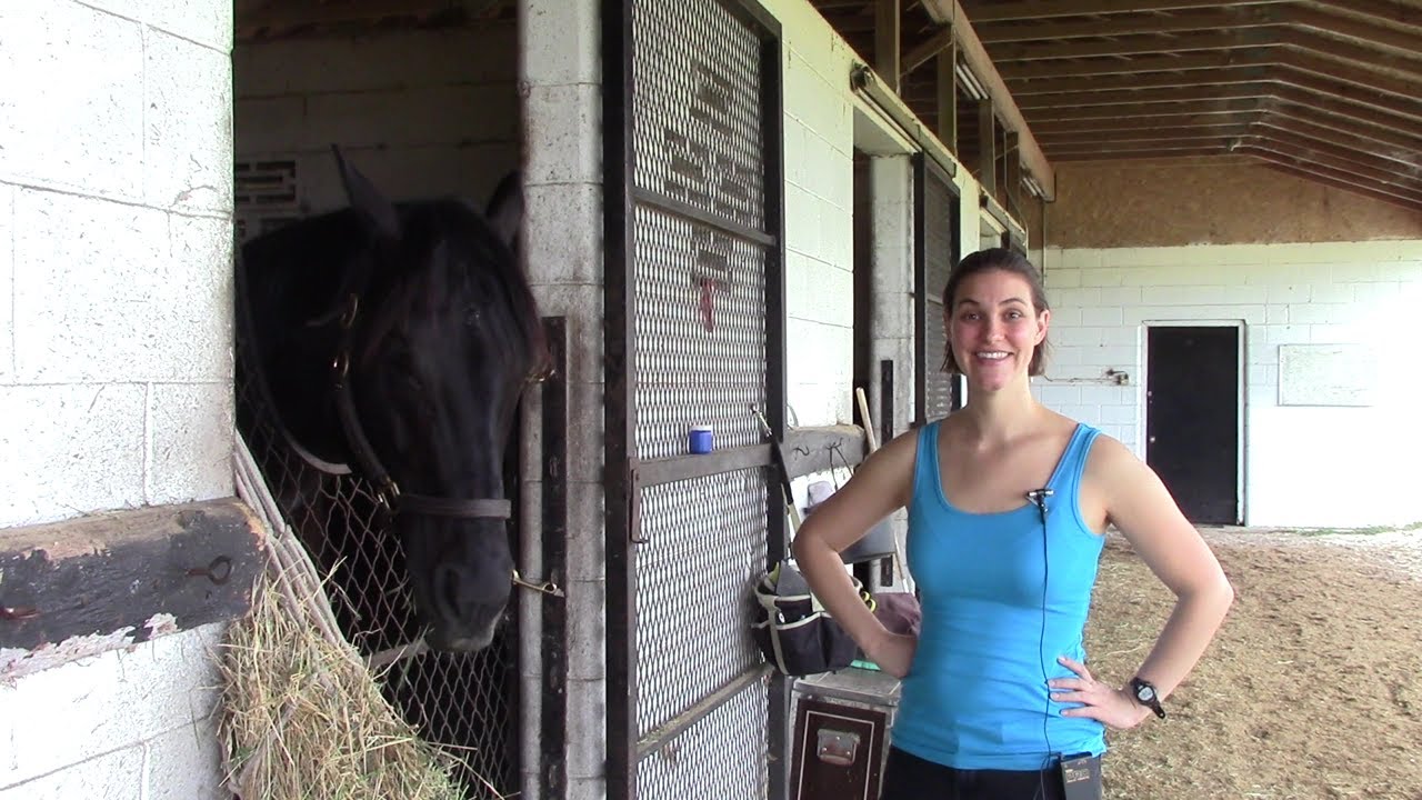 Introduction to Ocala Equine Healing YouTube