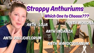 Full Pendant Anthurium Collection | Indanza vs Loja + Pallidiflorum Propagation Update