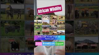 Ultralytics YOLO26 Detects Wildlife in the Wild?! 🦓