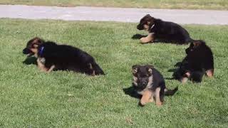 German Shepherd Puppies For Sale