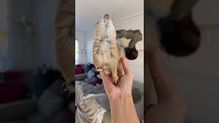 Poppy began her Saturday morning with a triumphant WAHOO from Dad’s palm! #prairiedog #cute