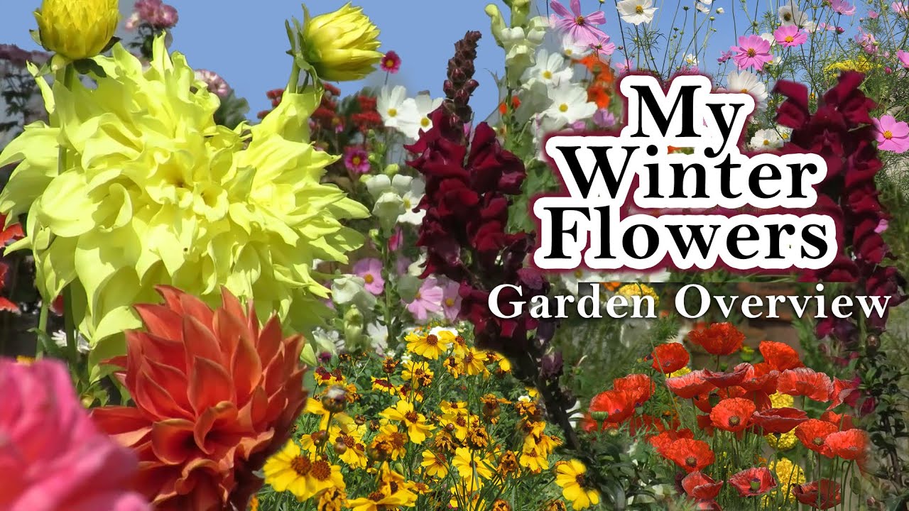 My Winter Flower Garden Overview, Rooftop Flower Garden Garden Tour