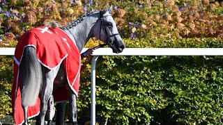 Legend! 8yo ART POWER lands Renaissance Stakes hat-trick 👏 | Racing TV screenshot 5
