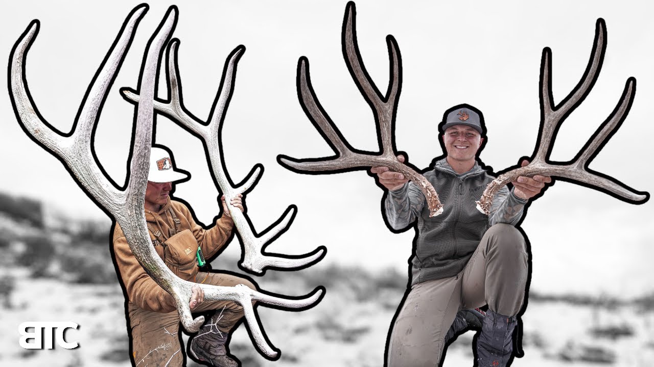 GIANT ELK AND DEER SETS | BTC 4K