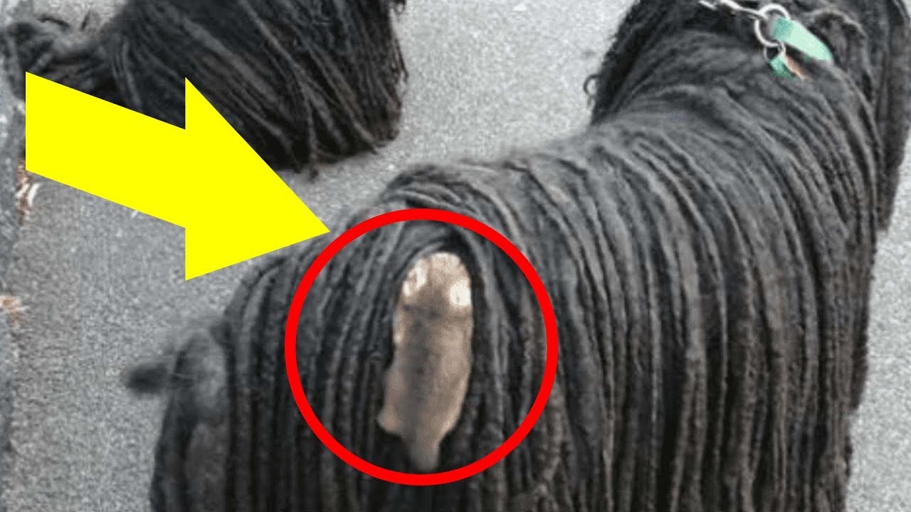 Scared Little Animal Hitches A Ride All The Way To Safety. YouTube