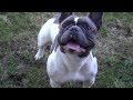 most ripped french bulldog "Carter Flexing"babybluekennels.net